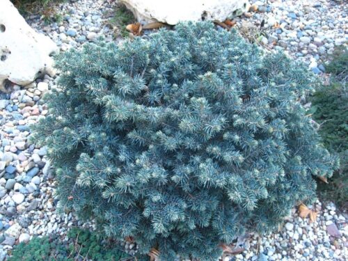 Picea pungens 'Waldbrunn', 30–40 cm - Obrázek 1