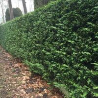 Thuja plicata 'Atrovirens', pro živé ploty, 100–125 cm, ZB