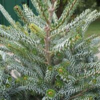 Abies koreana 'Horstmans Silberlocke' 40–60 cm