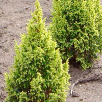 Juniperus pingii 'Hulsdonk Yellow'