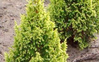 Juniperus pingii 'Hulsdonk Yellow'