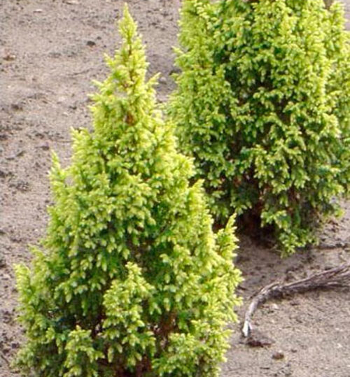 Juniperus pingii 'Hulsdonk Yellow' - Obrázek 1