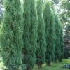 Juniperus chinensis 'Stricta' - Kontejner pr. 13 cm
