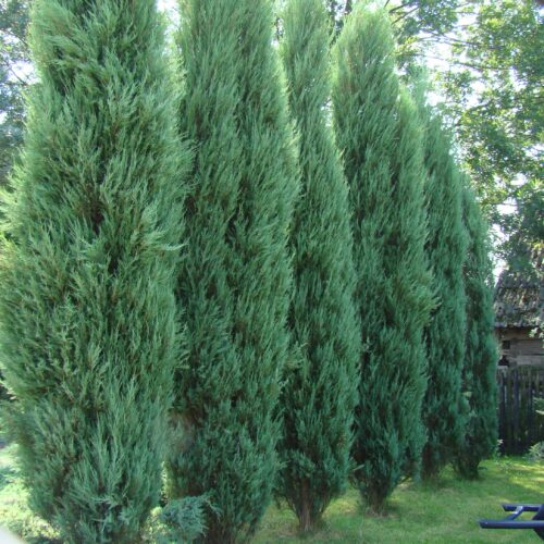 Juniperus chinensis 'Stricta' - Obrázek 1