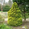 Chamaecyparis lawsoniana 'Minima Aurea' - Kontejner 2,5 l, v. 10-15 cm