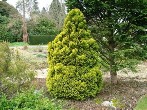 Chamaecyparis lawsoniana 'Minima Aurea' - Obrázek 1