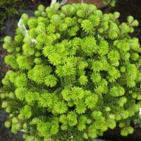 Abies koreana 'Compacta' 40–60 cm