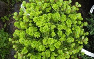 Abies koreana 'Compacta' 40–60 cm