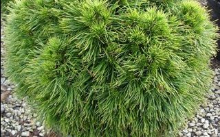 Pinus nigra 'Spielberg' 30–40cm