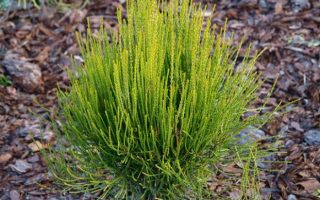 Thuja orientalis 'Franky Boy', 20–30cm