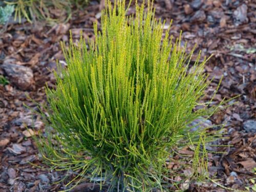 Thuja orientalis 'Franky Boy', 20–30cm - Obrázek 1