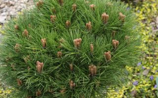 Pinus nigra Bonsai 'Kalouš' 40–60 cm