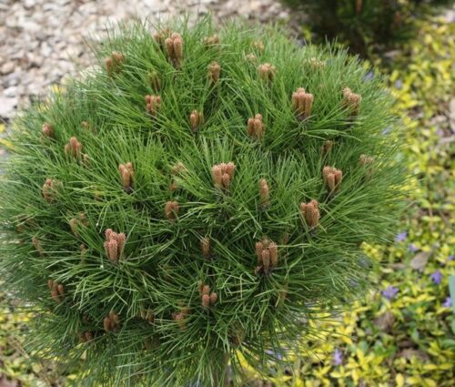 Pinus nigra Bonsai 'Kalouš' 40–60 cm - Image 1