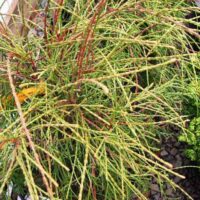 Thuja occidentalis 'Filiformis'