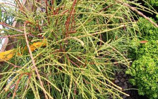 Thuja occidentalis 'Filiformis'