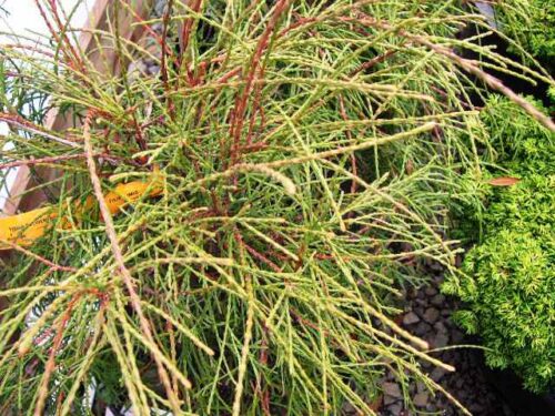 Thuja occidentalis 'Filiformis' - Obrázek 1