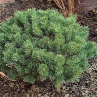 Pinus sylvestris 'Beuvronensis' 30–40 cm