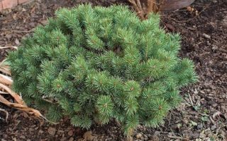 Pinus sylvestris 'Beuvronensis' 30–40 cm