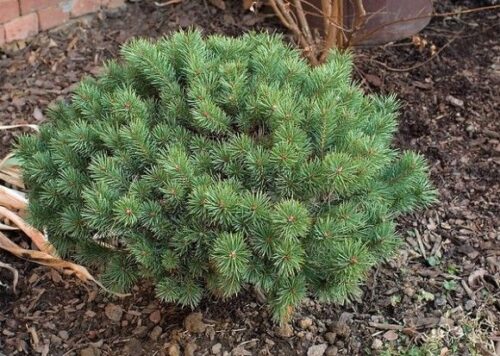 Pinus sylvestris 'Beuvronensis' 30–40 cm - Image 1