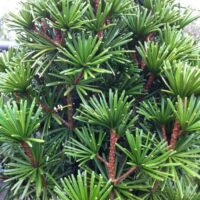 Sciadopitys verticillata 'Sternschnuppe', 30–40 cm