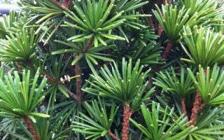 Sciadopitys verticillata 'Sternschnuppe', 30–40 cm