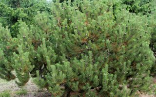 Pinus strobus 'Ontario' 20–30 cm