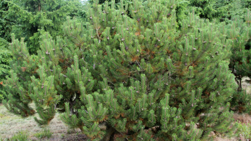 Pinus strobus 'Ontario' 20–30 cm - Image 1