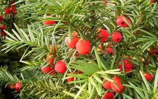 Taxus baccata