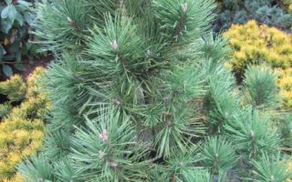 Pinus mugo Green 'Column' 30–40 cm, v. 2,5m, š. 1,5m