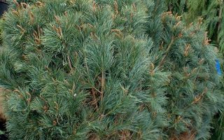 Pinus pumila 'Glauca' 40–60 cm