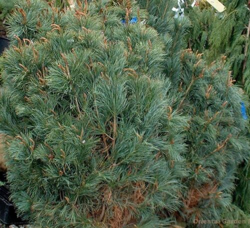 Pinus pumila 'Glauca' 40–60 cm - Obrázek 1