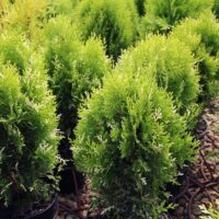 Thuja orient. 'Fleck', 20–30 cm