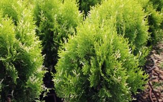 Thuja orient. 'Fleck', 20–30 cm