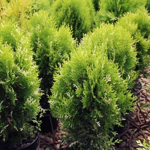 Thuja orient. 'Fleck', 20–30 cm - Obrázek 1