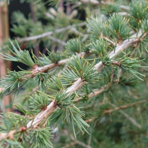 Cedrus libani - Obrázek 1