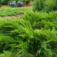 Juniperus media 'Mint Julep'