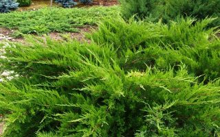 Juniperus media 'Mint Julep'