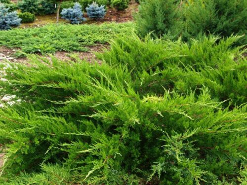 Juniperus media 'Mint Julep' - Obrázek 1