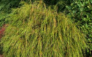 Thuja plicata 'Whipcord'