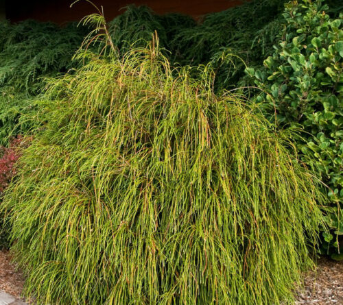 Thuja plicata 'Whipcord' - Obrázek 1