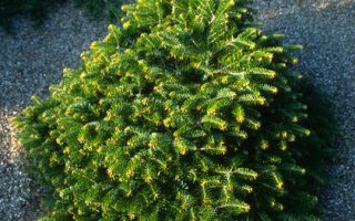 Abies nordmann. 'Barabits Compact'