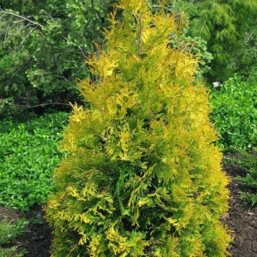 Thuja occ. 'Yellow Ribbon' 20–30 cm - Obrázek 1