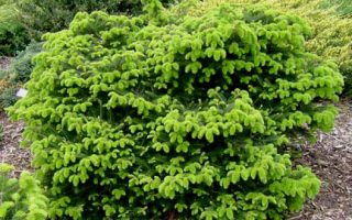 Abies cephalonica 'Meyers Dwarf'