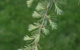 Cedrus deodara 'Karl Fuchs'