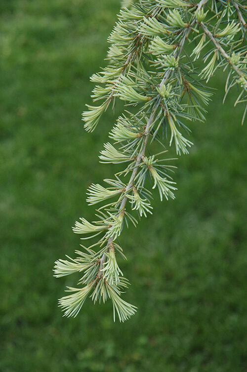 Cedrus deodara 'Karl Fuchs' - Obrázek 1
