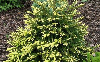 Picea orientalis 'Golden Start', 40–60 cm