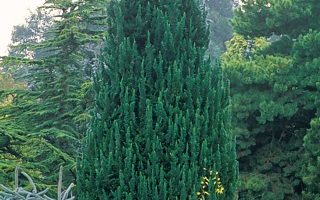 Chamaecyparis l. 'Ĺittle Spire' 40–50 cm