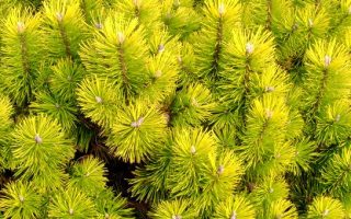 Pinus mugo 'Zundert' 30–40 cm, výška v dospělosti max. 1,5m