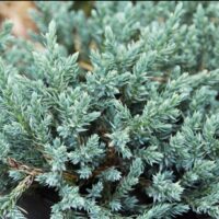 Juniperus squamata 'Tropical Blue'