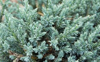 Juniperus squamata 'Tropical Blue'